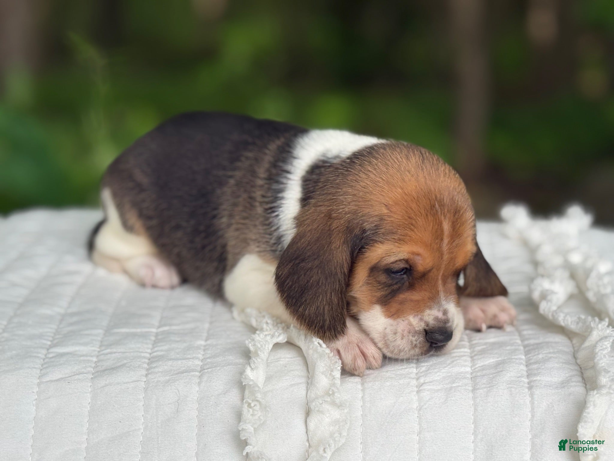Beagle dogs Addie - Ad 2