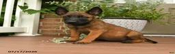 Belgian Malinois dogs for sale: Roxy - Ad 3