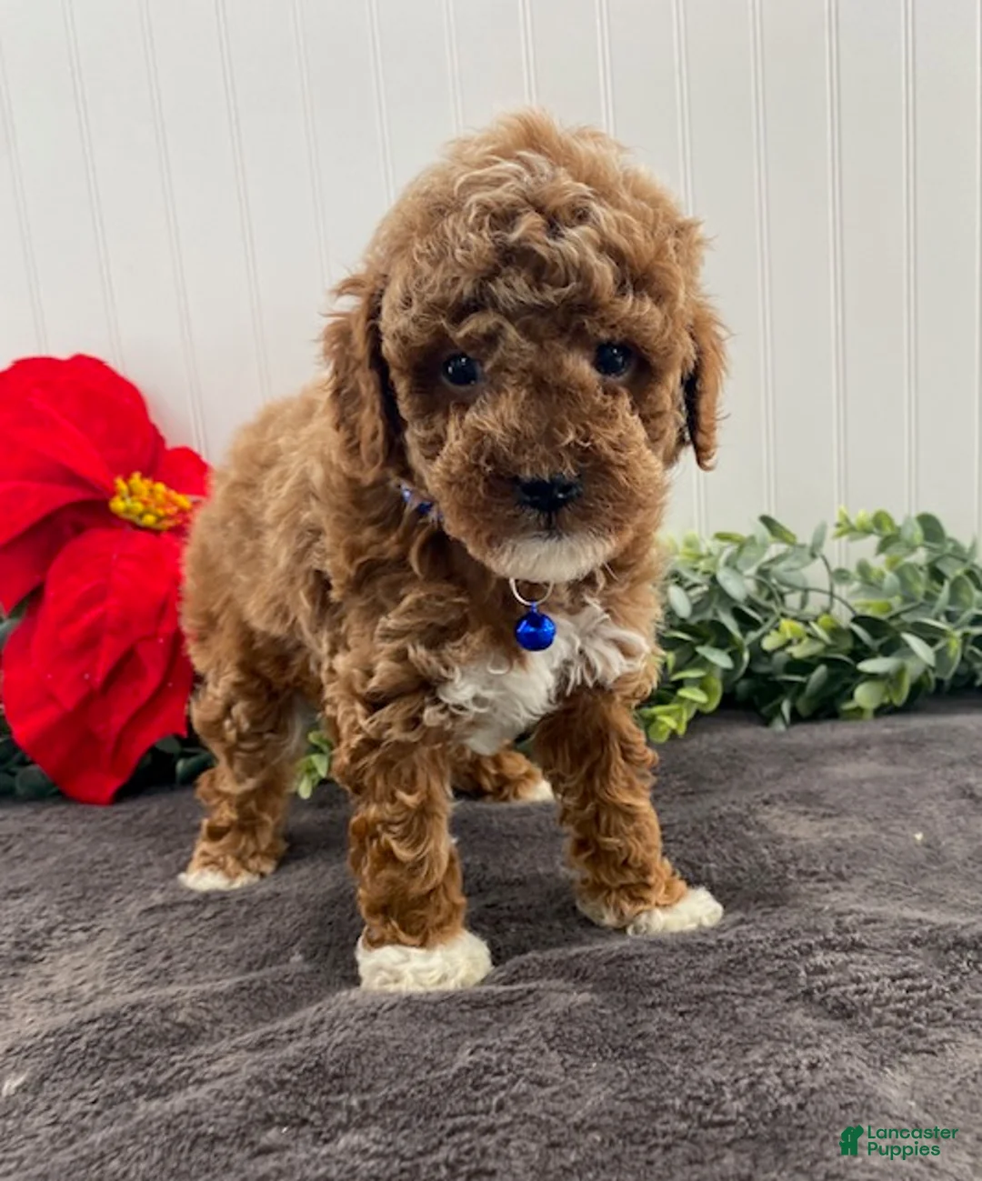 Toy Poodle dogs for sale: Hudson - Ad 4
