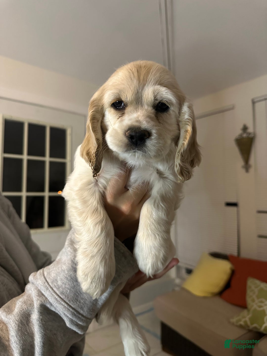 Cocker Spaniel dogs for sale: Cocker Spaniel Puppy 1 - Ad 1
