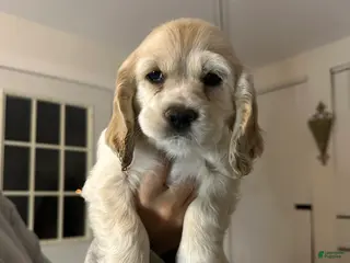 Cocker Spaniel dogs Cocker Spaniel Puppy 1 - Ad 7