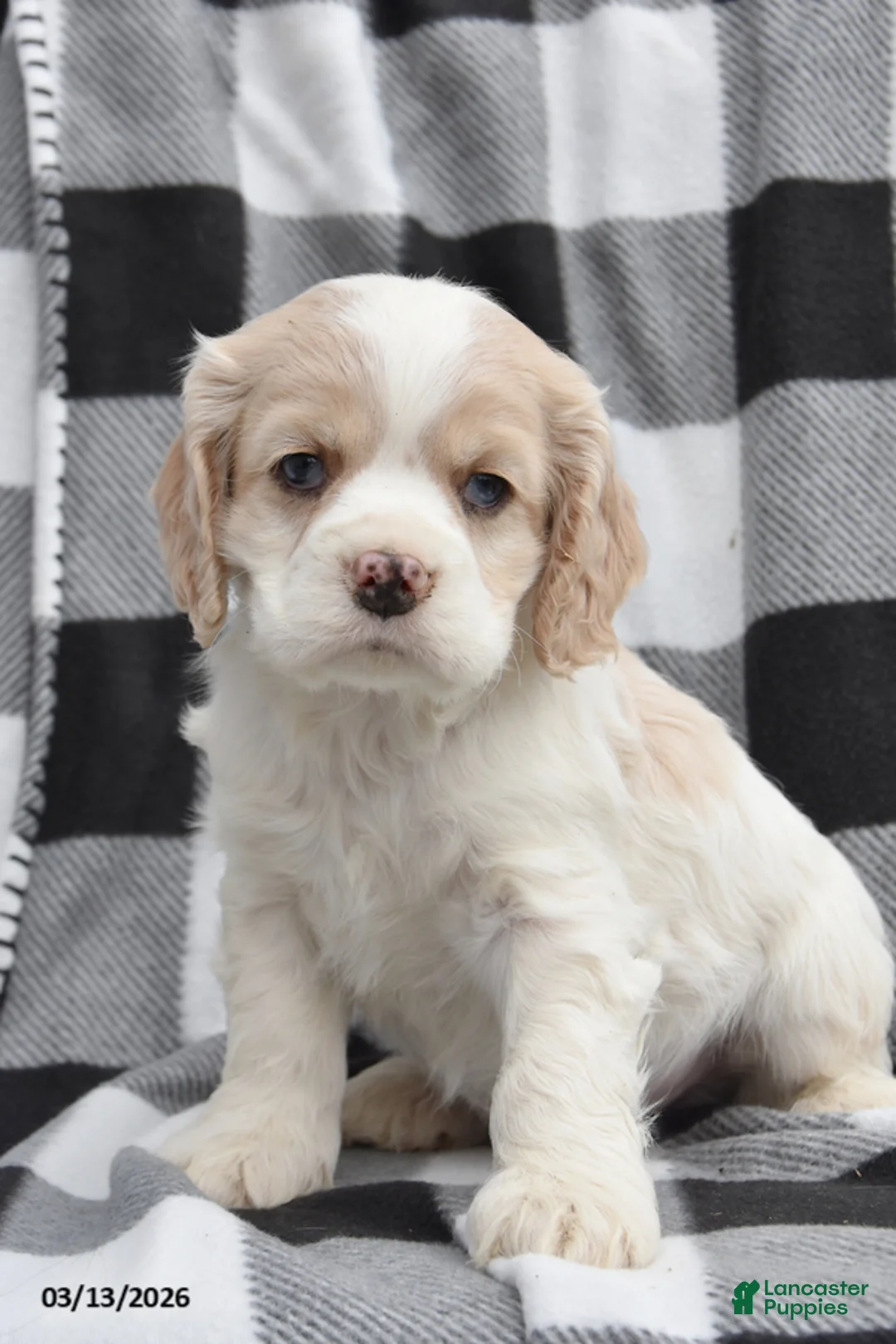 Cocker Spaniel dogs for sale: Tucker - Ad 1