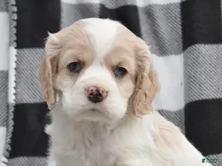 Cocker Spaniel dogs for sale: Tucker - Ad 2