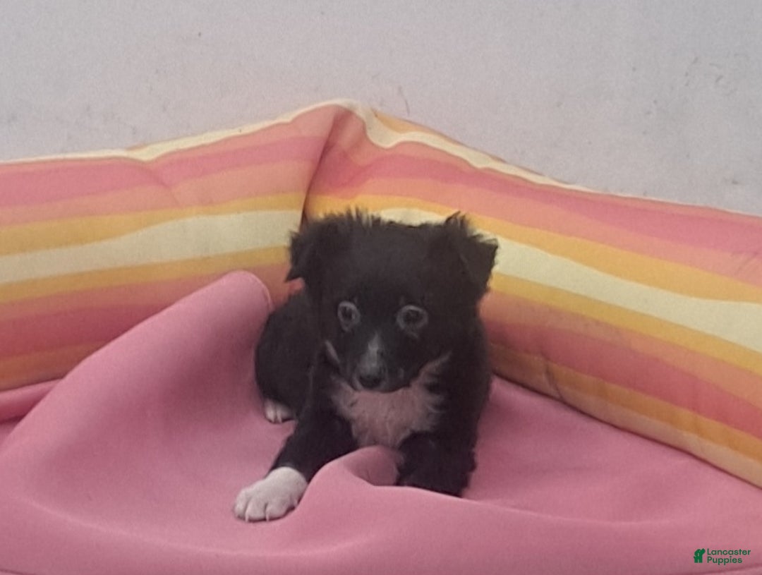 Miniature Australian Shepherd dogs for sale: Tim - Ad 2