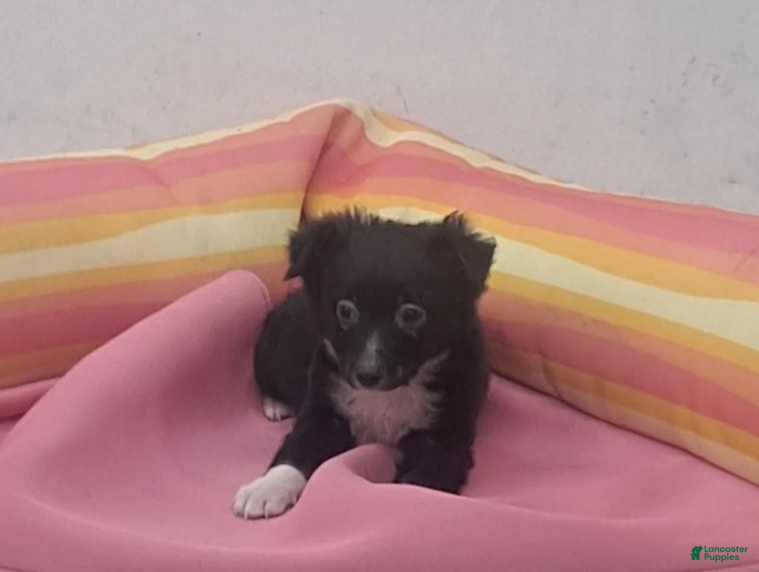 Miniature Australian Shepherd dogs for sale: Tim - Ad 2