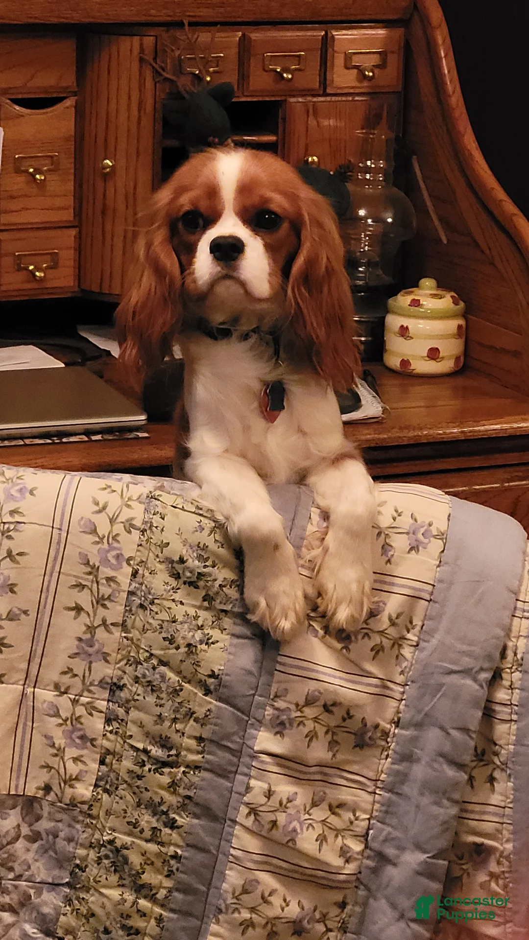 Cavalier King Charles Spaniel dogs for sale: Ruby male - Ad 3