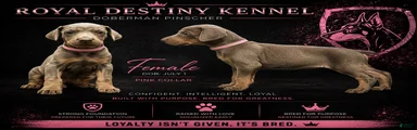 Doberman Pinscher 5