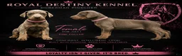 Doberman Pinscher dogs for sale: Doberman Pinscher 5 - Ad 1