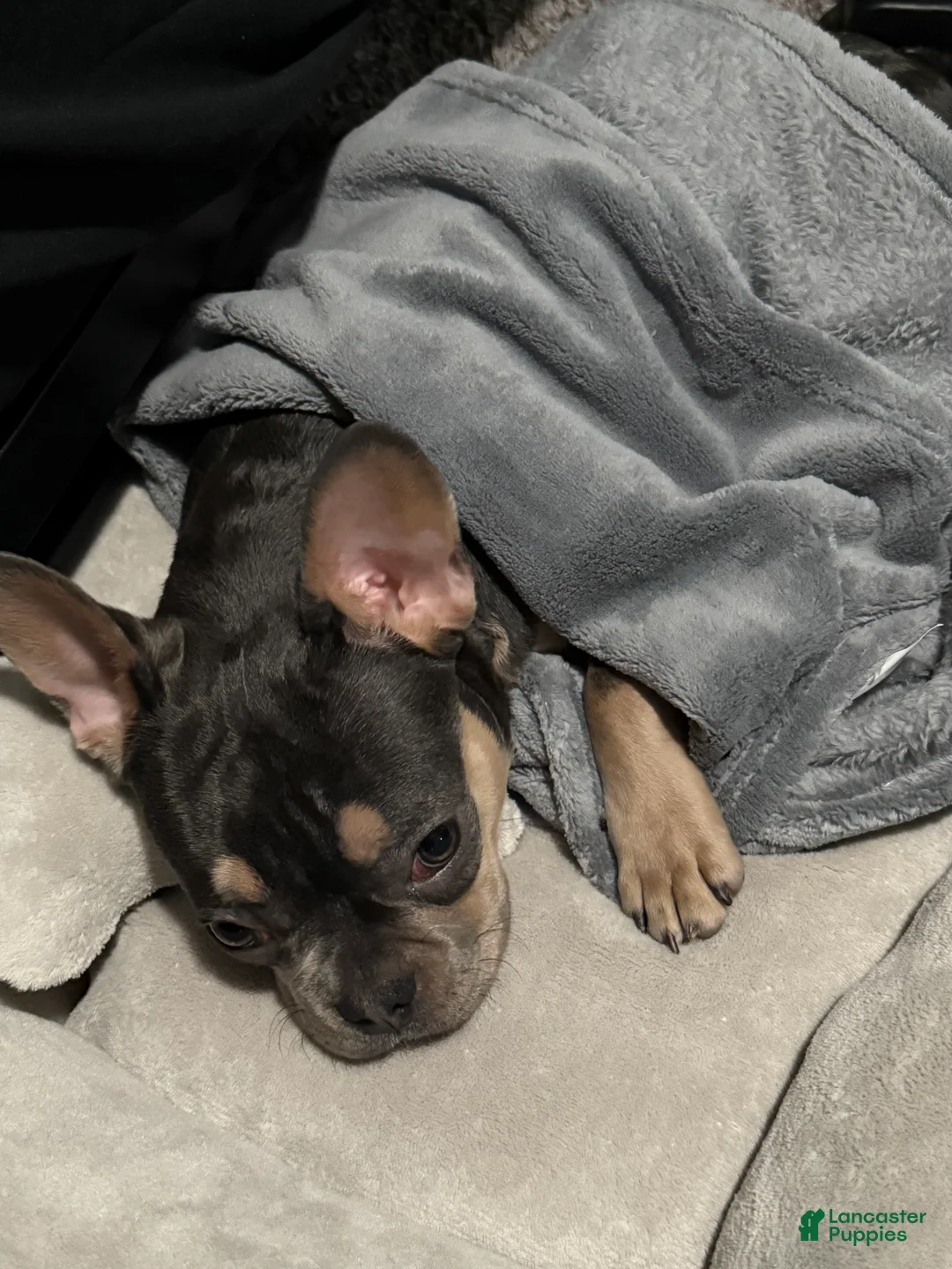 French Bulldog dogs for sale: Tejo - Ad 8