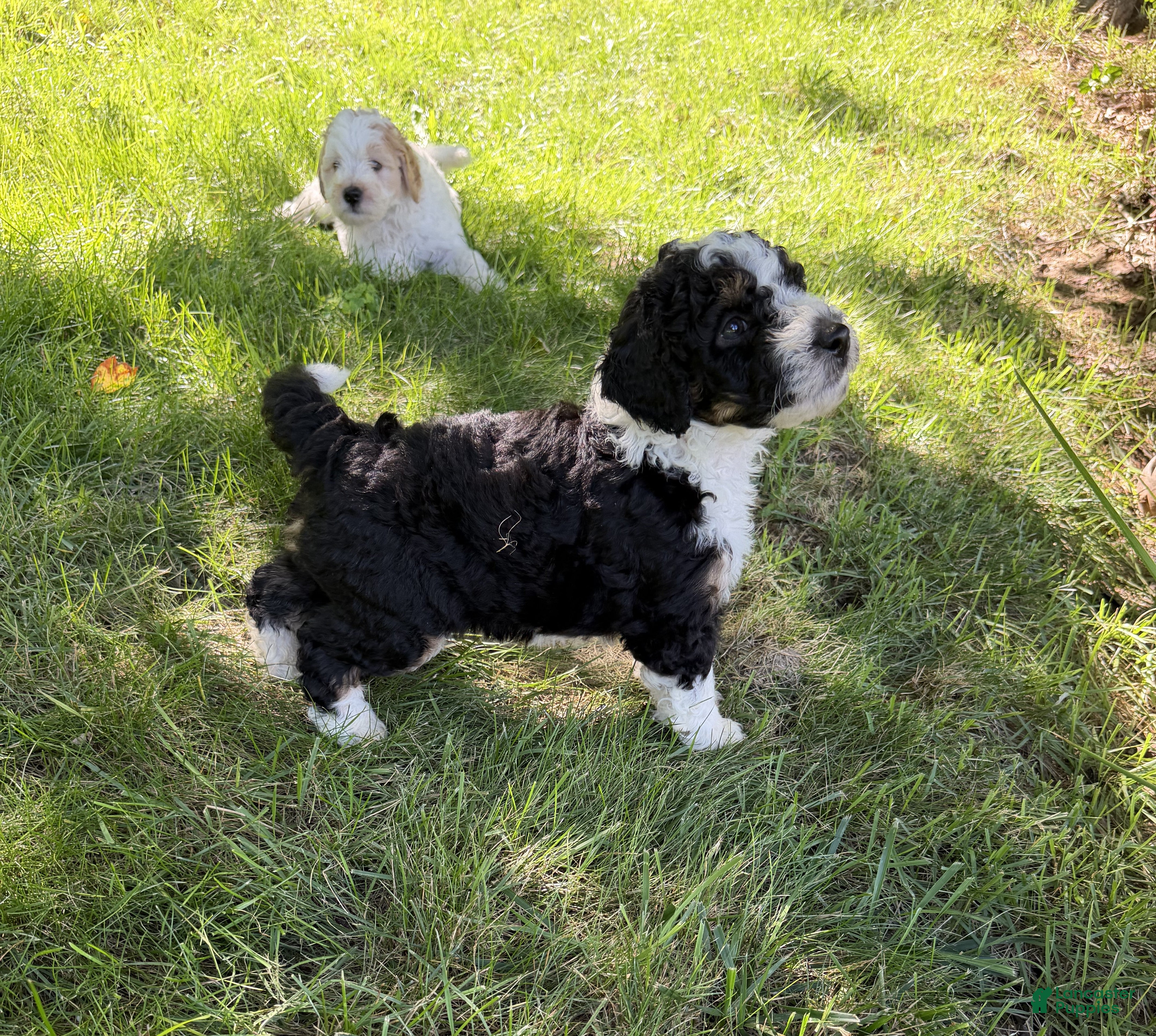 Aussiedoodle dogs Boston Rob - Ad 1