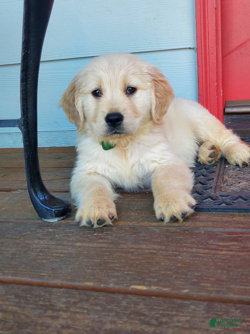 Golden Retriever dogs Green Girl - Ad 2