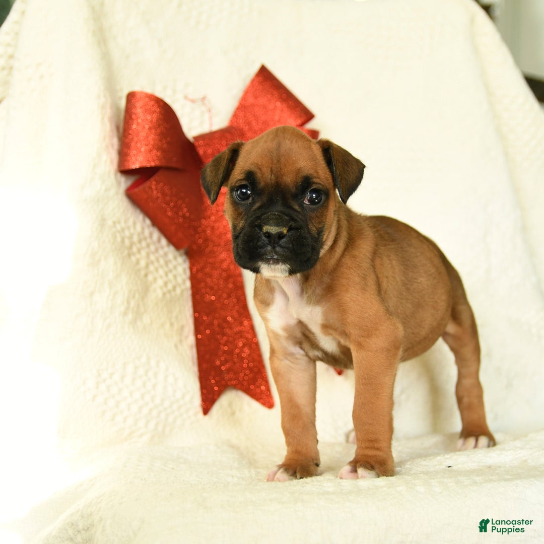 Boxer dogs for sale: Arctic - Ad 4