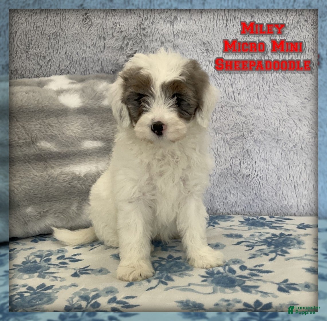 Mixed Breed dogs Miley - Ad 1