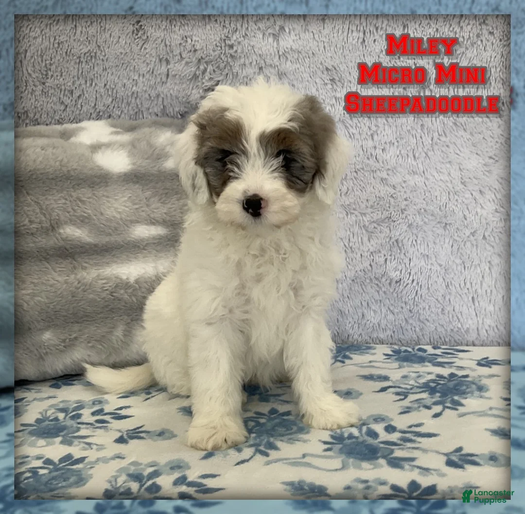 Mixed Breed dogs for sale: Miley - Ad 1