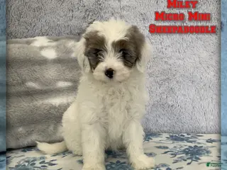 Mixed Breed dogs for sale: Miley - Ad 4