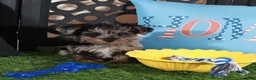 Yorkiepoo dogs for sale: Burberry Merle Teacup Yorkie-poo - Ad 4