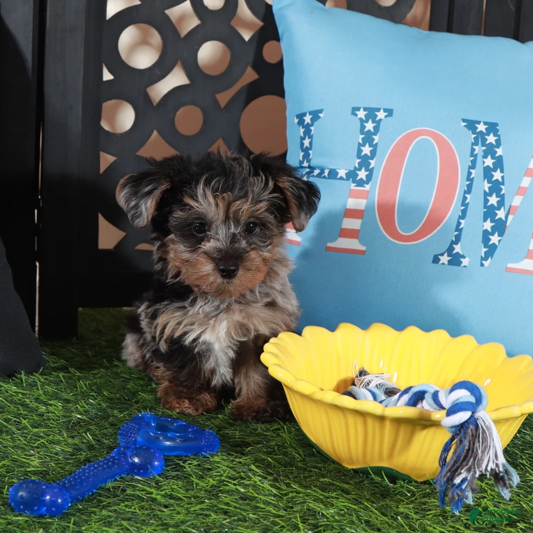 Yorkiepoo dogs for sale: Burberry Merle Teacup Yorkie-poo - Ad 4