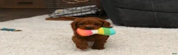 Cavapoo dogs for sale: Greta - Ad 2