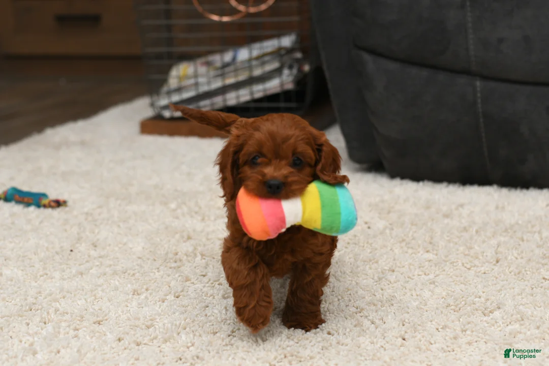 Cavapoo dogs for sale: Greta - Ad 2