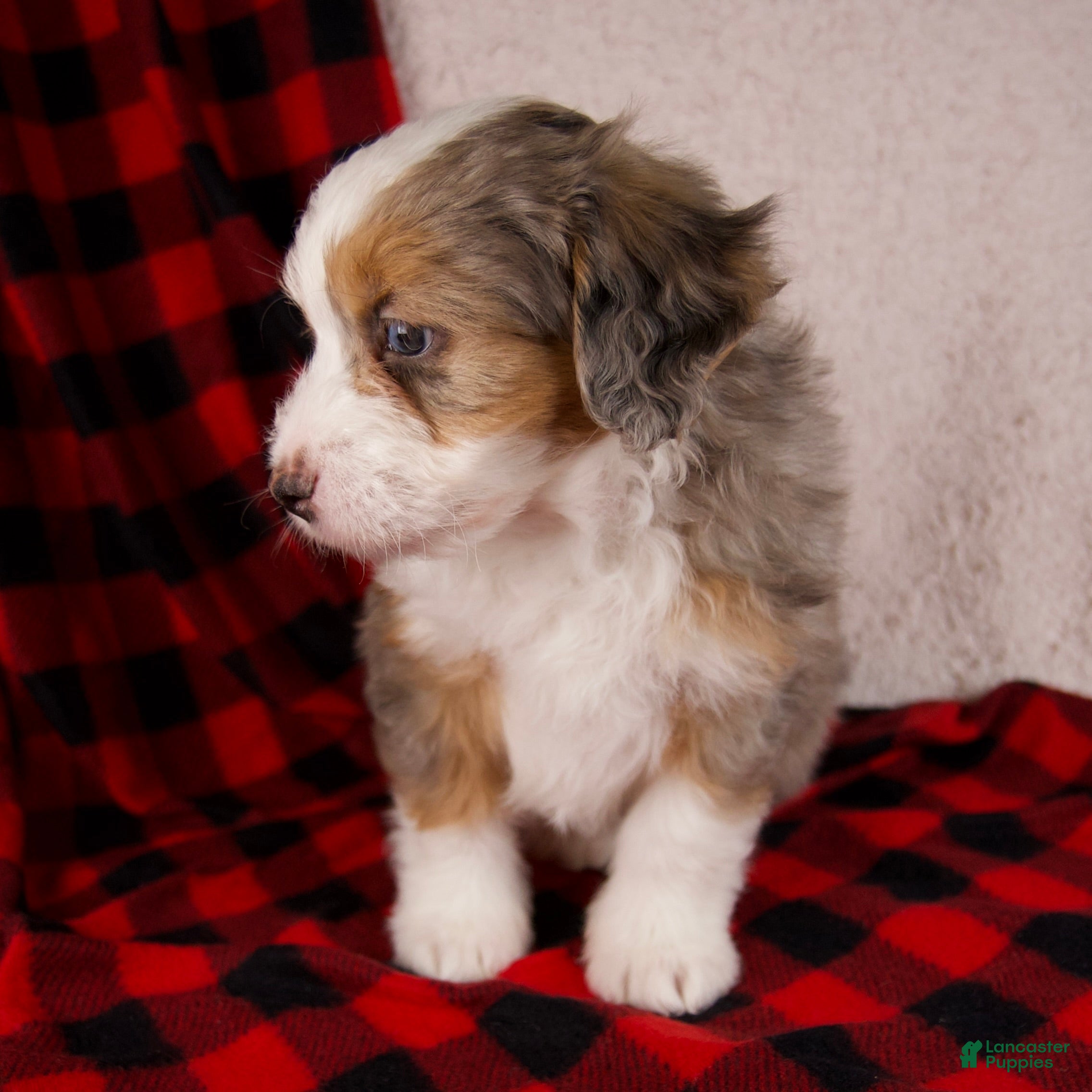 Mini Bernedoodle dogs Angel Girl *Potty Training* - Ad 6