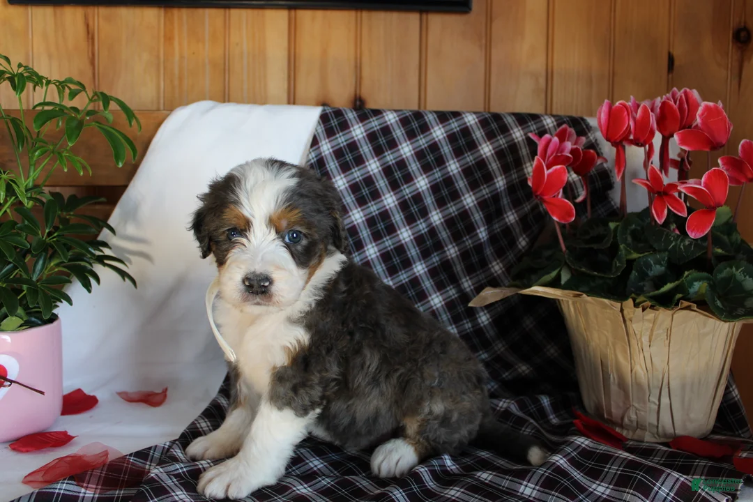 Bernedoodle dogs for sale: Shooter - Ad 2