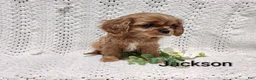 Cavalier King Charles Spaniel dogs for sale: Jackson  - Ad 3