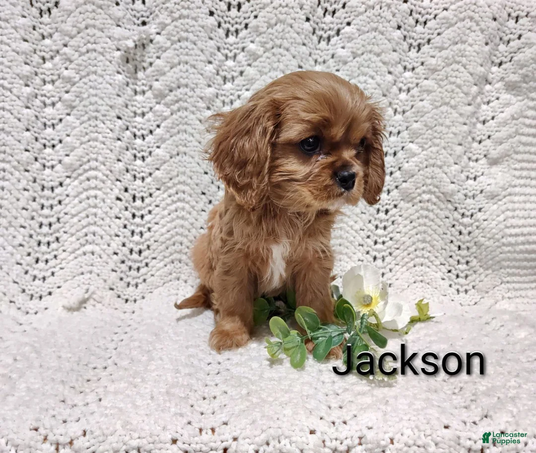 Cavalier King Charles Spaniel dogs for sale: Jackson  - Ad 3