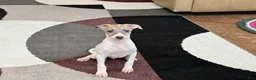 Italian Greyhound dogs for sale: Jaden - Ad 7
