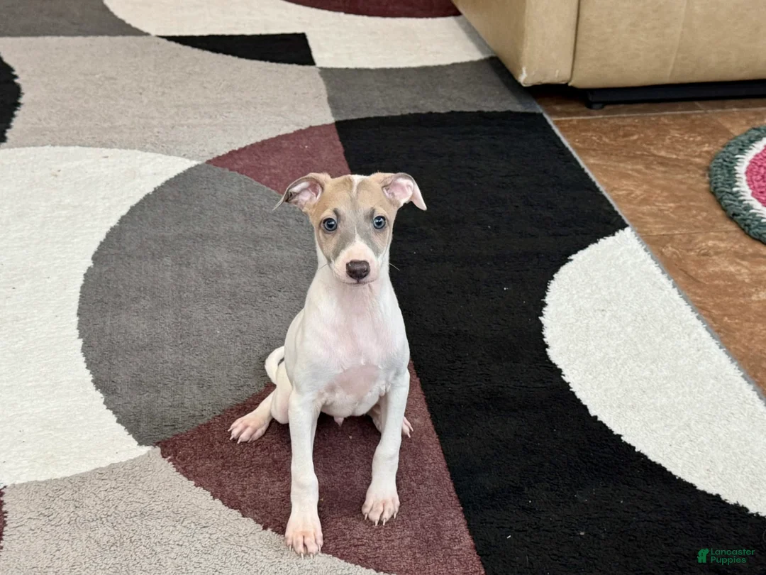 Italian Greyhound dogs for sale: Jaden - Ad 7