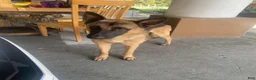 German Shepherd dogs for sale: German Shepherd 1 - Ad 4
