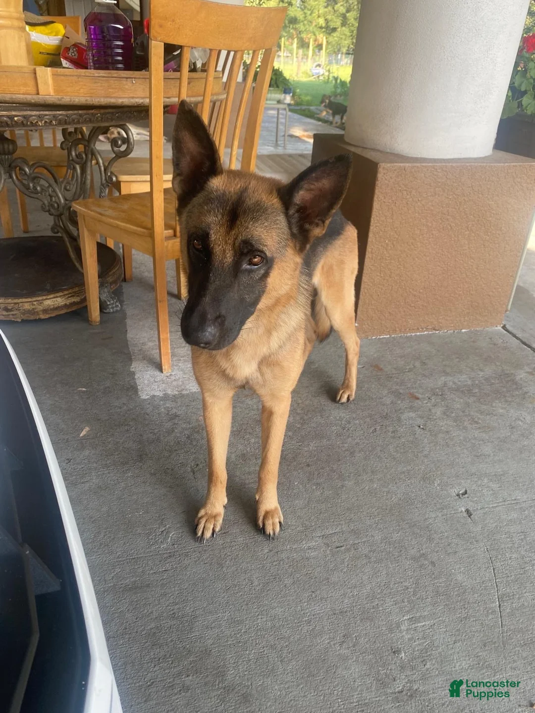 German Shepherd dogs for sale: German Shepherd 1 - Ad 4