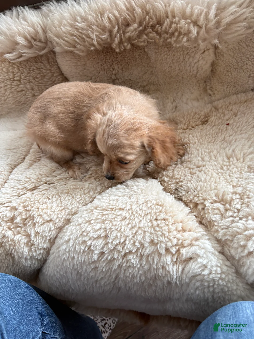 Cavachon dogs for sale: Cavachon Puppy 5 - Ad 2