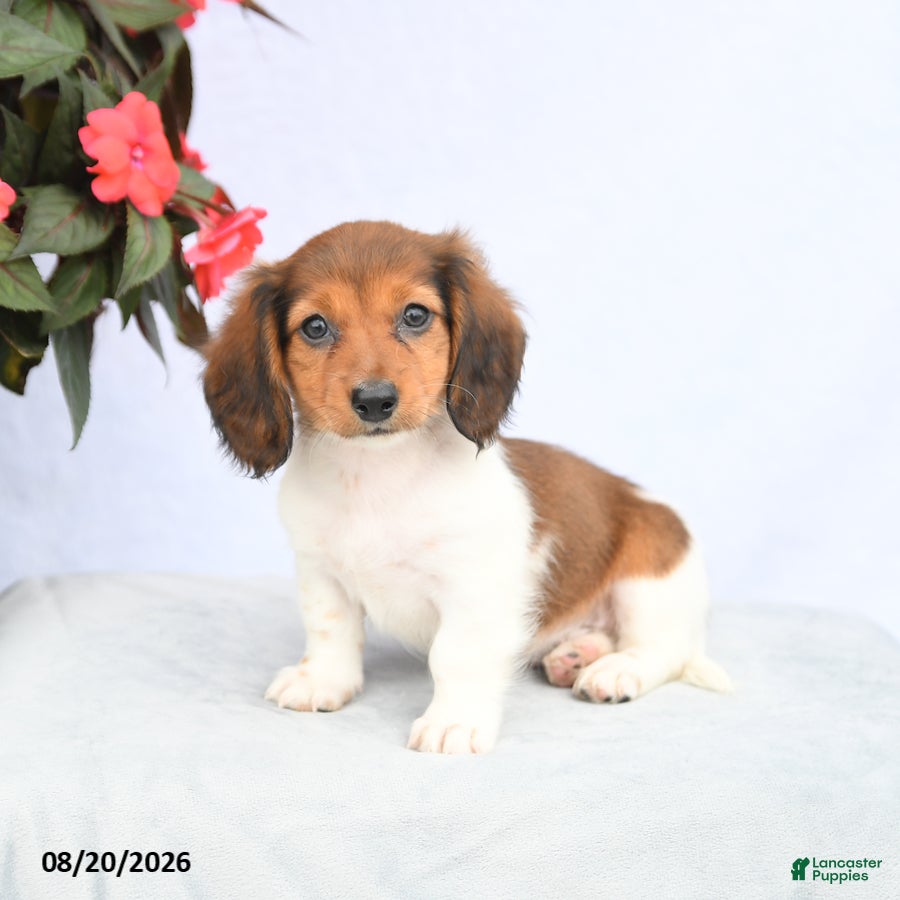 Miniature Dachshund dogs Harmony - Ad 2
