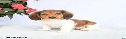 Miniature Dachshund dogs for sale: Harmony - Ad 2
