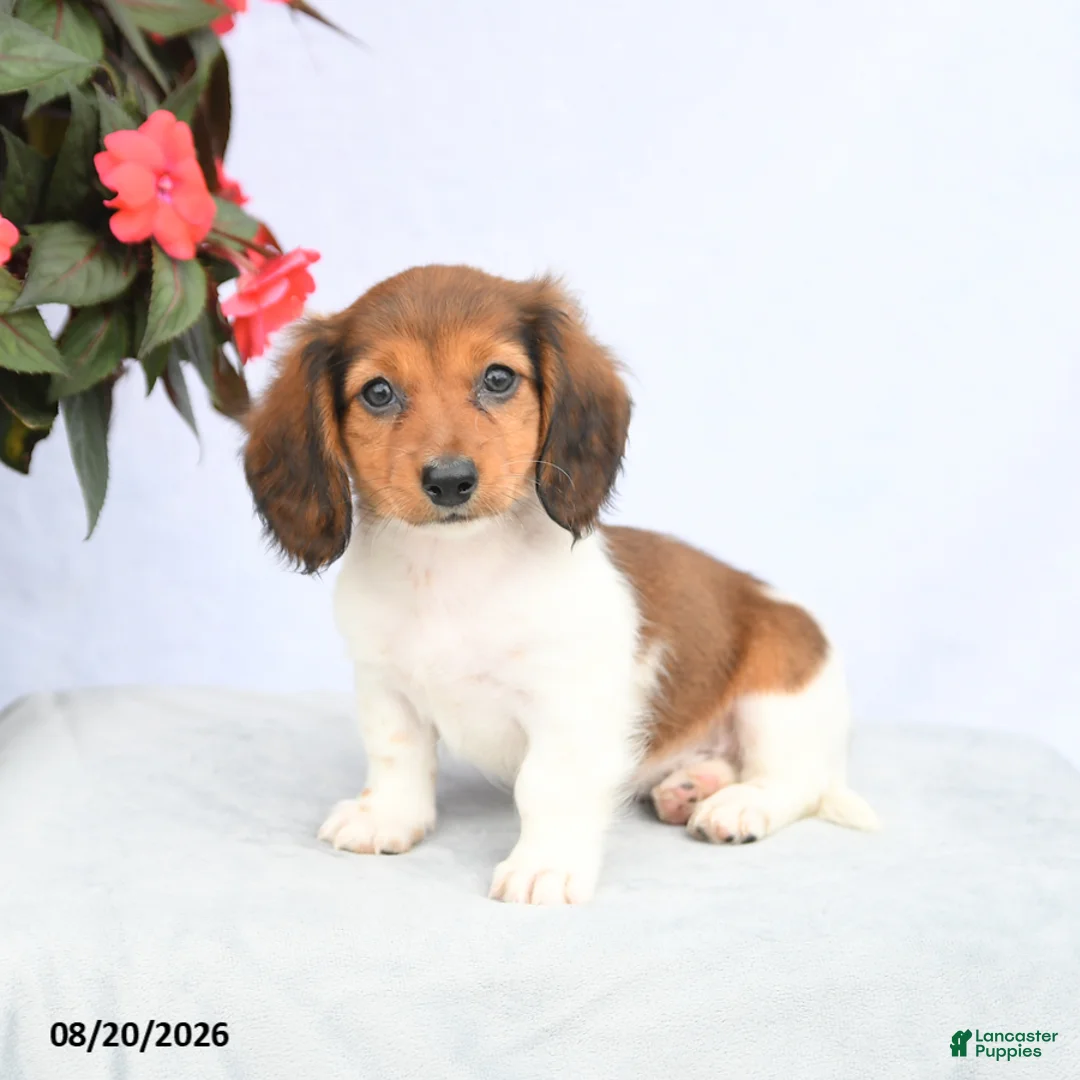 Miniature Dachshund dogs for sale: Harmony - Ad 2