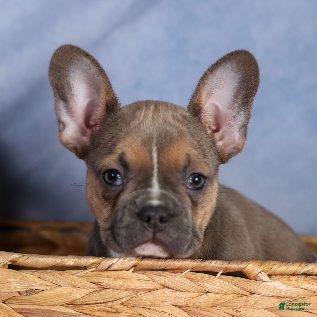Frenchton dogs for sale: NEVA - Ad 20