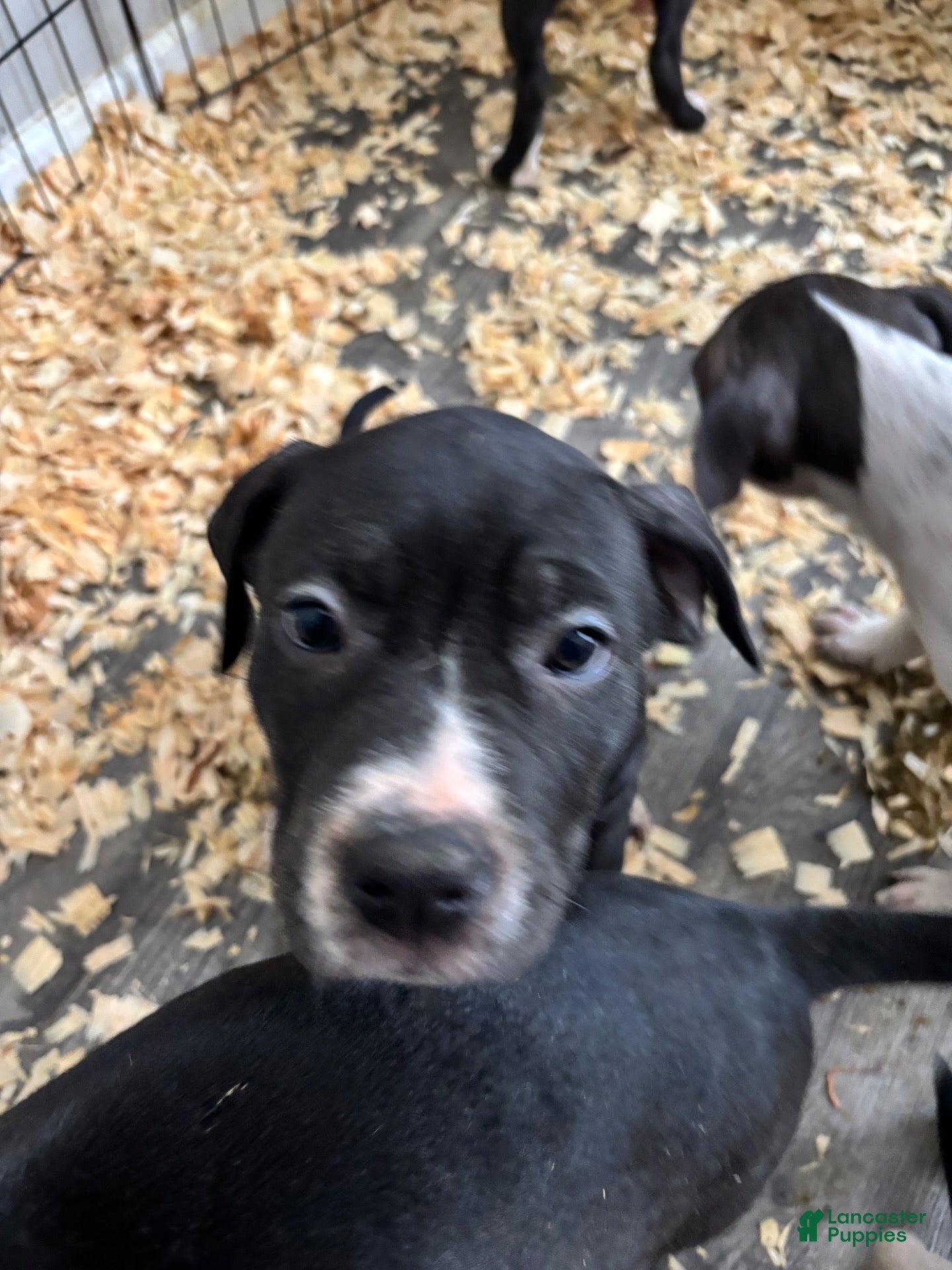 Mixed Breed dogs for sale: Mixed Breed 5 - Ad 13