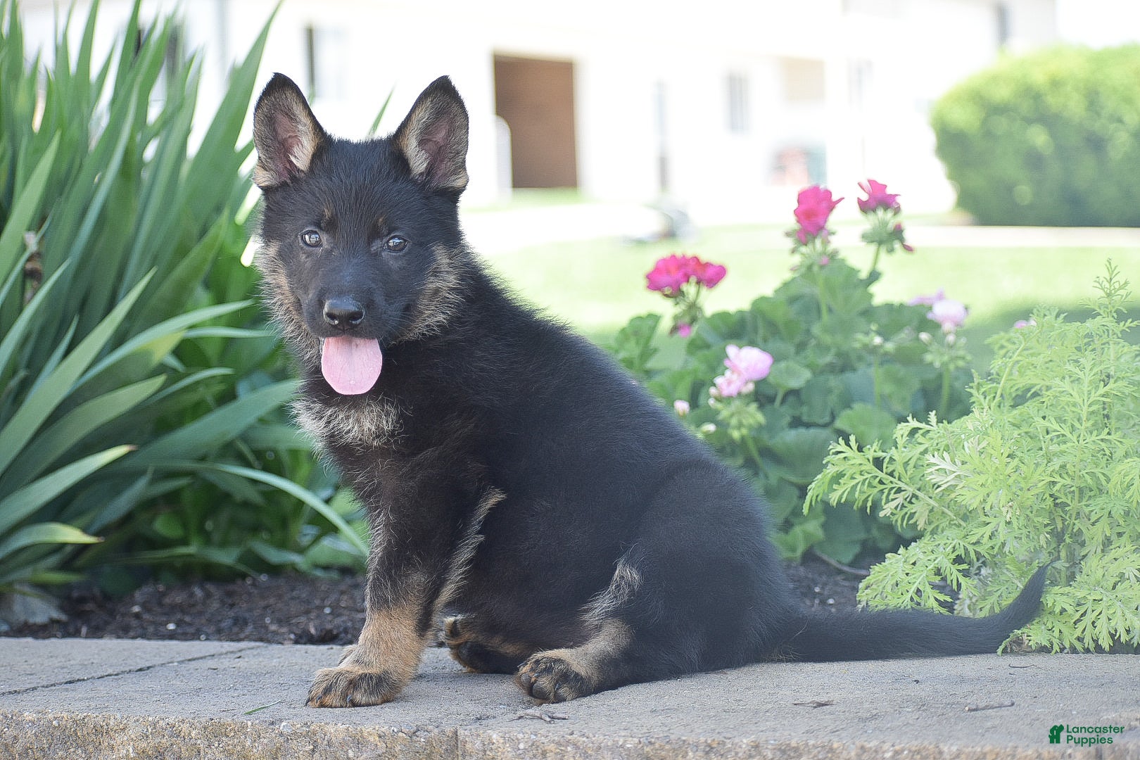 German Shepherd dogs Claire - Ad 1