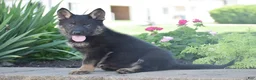 German Shepherd dogs for sale: Claire - Ad 1