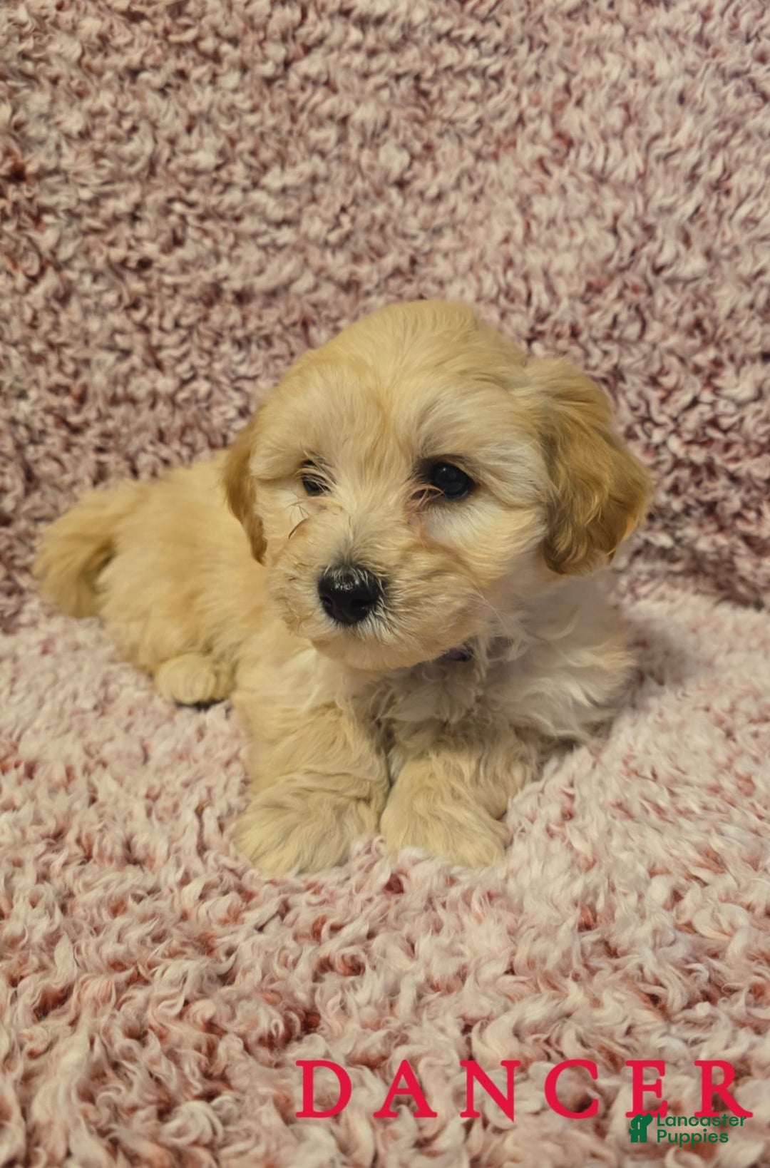 Bichpoo dogs for sale: Bichpoo Puppy 6 - Ad 1