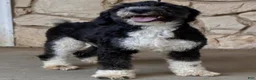 Mini Aussiedoodle dogs for sale: Ash - Ad 4