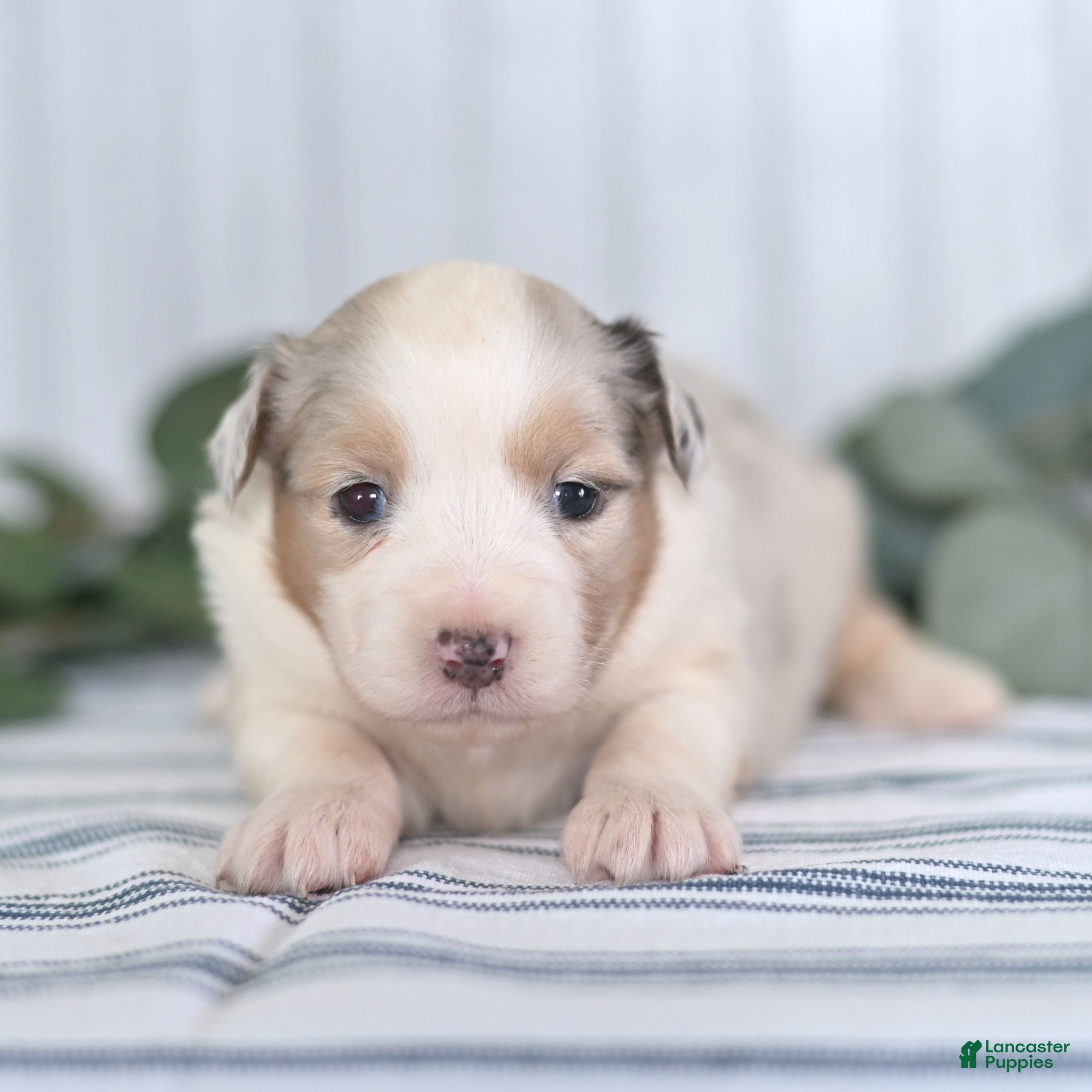 Miniature Australian Shepherd dogs Gloria  - Ad 22