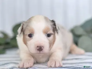 Miniature Australian Shepherd dogs Gloria - Ad 22