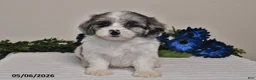 Shihpoo dogs for sale: Ellie - Ad 5