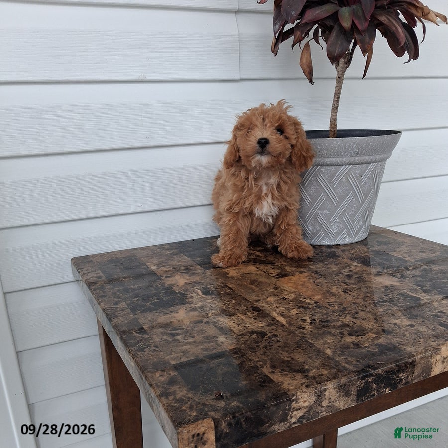 Miniature Poodle dogs Alex - Ad 19