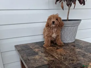 Miniature Poodle dogs Alex - Ad 19