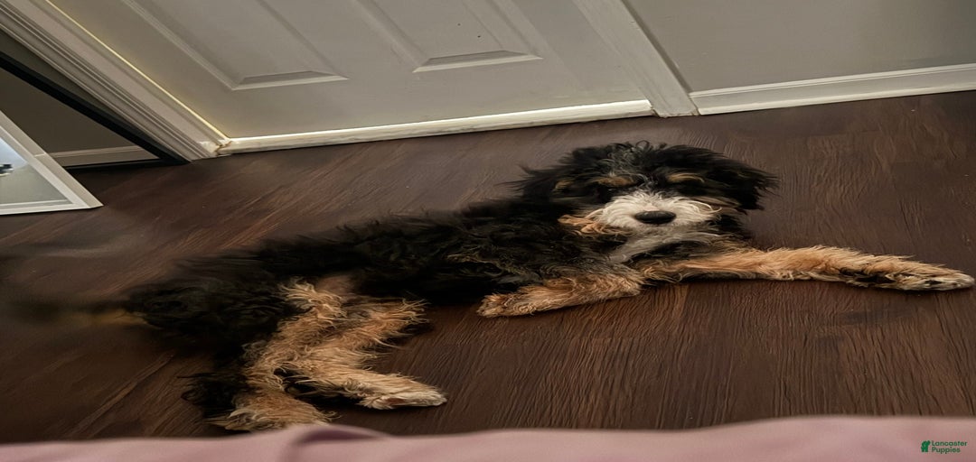 Gallery Image {{count}}