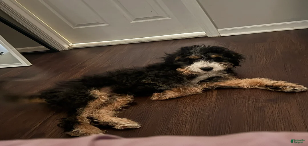 Gallery Image {{count}}