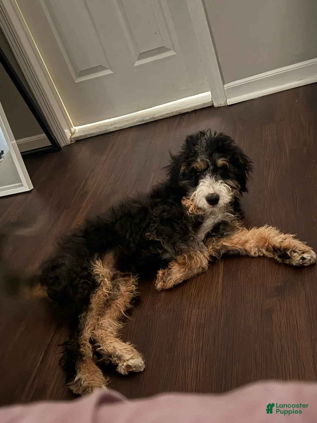 Gallery Image {{count}}