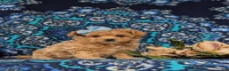 Maltipoo dogs for sale: Skyler 6 lbs Full Grown - Ad 3